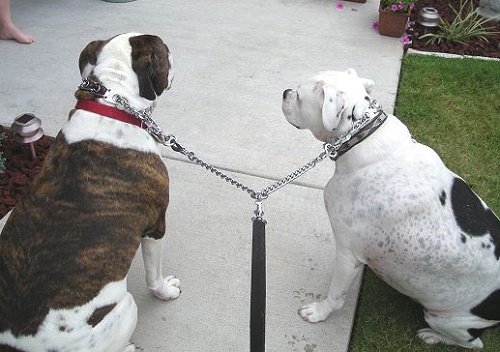 Guinzaglio in acciaio cromato per passeggiate con due cani
