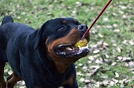 Palla in gomma "Cheerful Pet" per giochi con Rottweiler