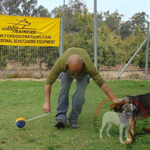 Gioco con il cane giovane con
l'aiuto di palla in tessuto morbido