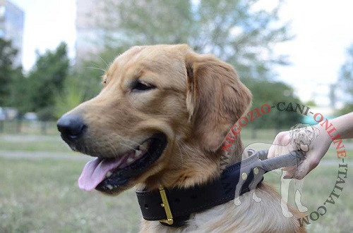 Affidabile collare indossato da
Golden Retriever