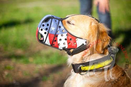 Bellissima museruola in pelle
naturale dipinta a mano indossata da Golden Retriever