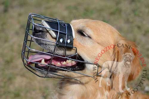 Museruola a cestello in metallo
indossata da Golden Retriever