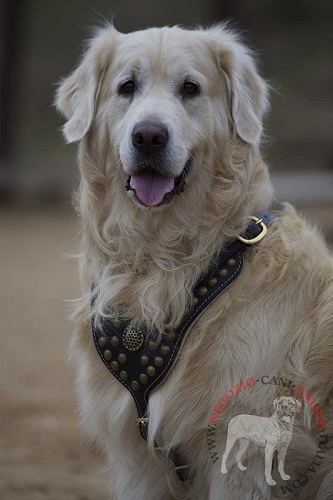 Golden Retriever con bellissima pettorina in pelle
indosso