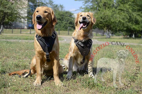 Resistente pettorina in pelle naturale per Golden Retriever