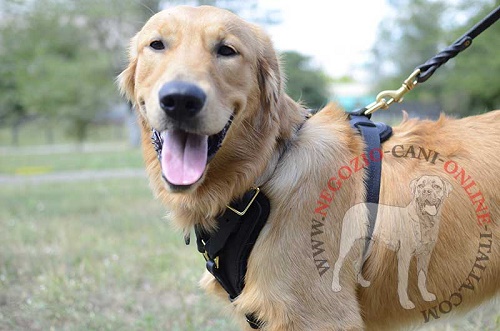 Pratica pettorina in pelle
naturale per Golden Retriever