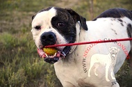 Palla da gioco "Cheerful Pet" per Bulldog Americano, 6 cm Palla da gioco "Cheerful Pet" per Bulldog Americano, 6 cm