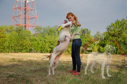 Salamotto da mordere per Bulldog Americano