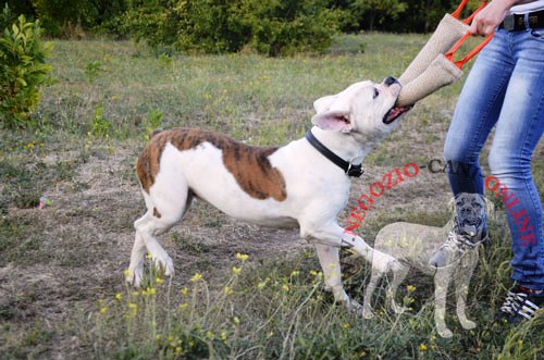 Riporto da mordere in juta per
l'insegnamento al Bulldog Americano