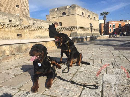 Guinzagli per passeggiate con Rottweiler