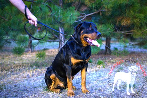 Guinzaglio-collare in pelle per Rottweiler