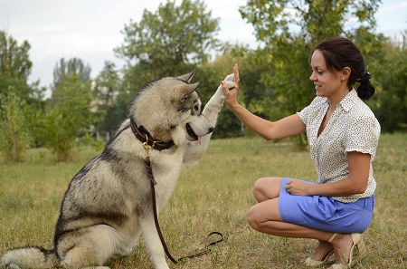 Guinzaglio Good spirits per passeggiate con Malamute