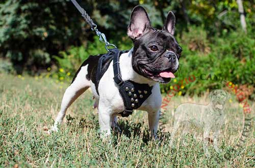 Elegante pettorina in cuoio con decorazioni attaccata
al guinzaglio