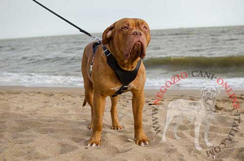 Pettorina in pelle
naturale per Dogue de Bordeaux