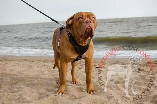 Pettorina in pelle
naturale per Dogue de Bordeaux