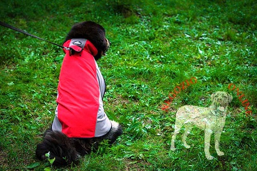 Comodo cappottino impermeabile per Mastiff