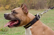 Pratico collare in nylon "Modesty" per Amstaff