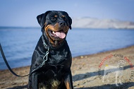 Collare regolabile in nylon "Reliable grip" per Rottweiler