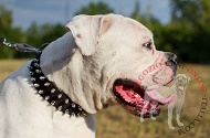 Collare in nylon "Thorns of Roses" per Bulldog Americano Collare in nylon "Thorns of Roses" per Bulldog Americano