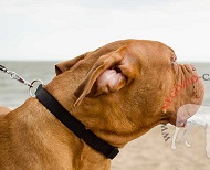 Collare regolabile in resistente nylon per Dogue de Bordeaux Collare regolabile in resistente nylon per Dogue de Bordeaux