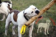 Grande tug in pelle "Traction" per Bulldog Americano Grande tug in pelle "Traction" per Bulldog Americano