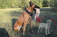Straccetto da mordere in juta per Malinois Straccetto da mordere in juta per Malinois