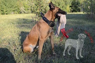 Straccetto da mordere in juta per Malinois