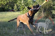 Salamotto da mordere in juta per Malinois giovane Salamotto da mordere in juta per Malinois giovane