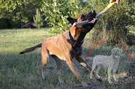 Salamotto da mordere in juta per Malinois giovane