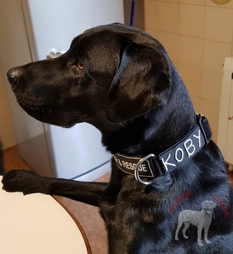 Collare con scritta specializzata indossato da Labrador di nome Koby