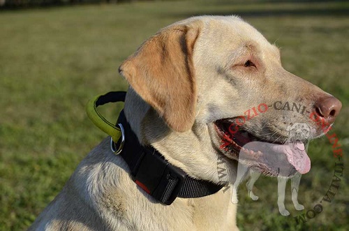 Collare con comoda maniglia indossato da Labrador Retriever