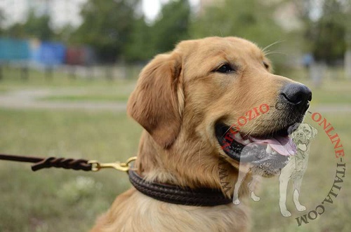 Collare con striscia intrecciata
indossato da Labrador Retriever