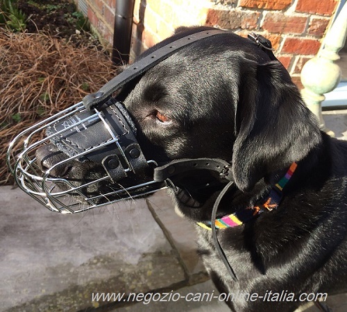 Museruola in metallo indossata da Labrador Retriever