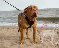 Resistente pettorina in pelle naturale per Dogue de Bordeaux