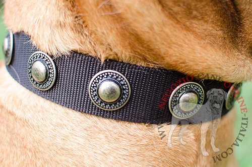 Collare in nylon decorato "Exotic & Classic" per Bullmastiff - Clicca l'immagine per chiudere