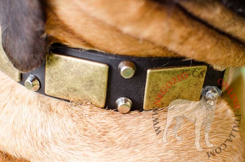 Collare in pelle con decorazioni "Solid Boss" per Bullmastiff - Clicca l'immagine per chiudere