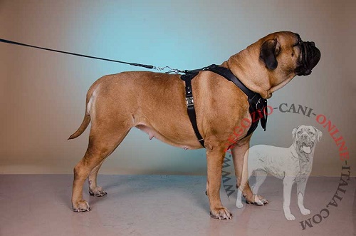 Pettorina in pelle naturale "Working dog" per Bullmastiff - Clicca l'immagine per chiudere