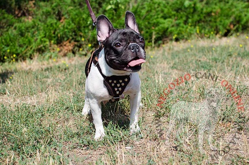 Pettorina in pelle decorata "Splendour" per Bulldog Francese - Clicca l'immagine per chiudere