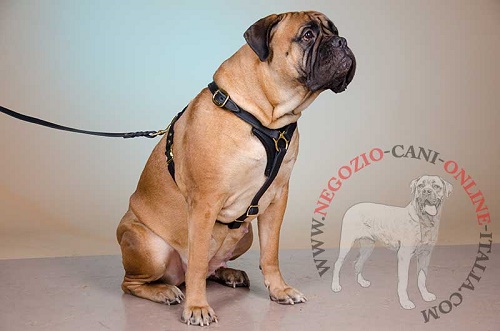 Pettorina in pelle "Let's go & Walk Slowly" per Bullmastiff - Clicca l'immagine per chiudere