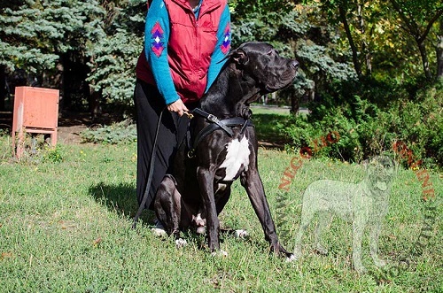 Leggera pettorina da traino in pelle "Pulling" per Alano - Clicca l'immagine per chiudere