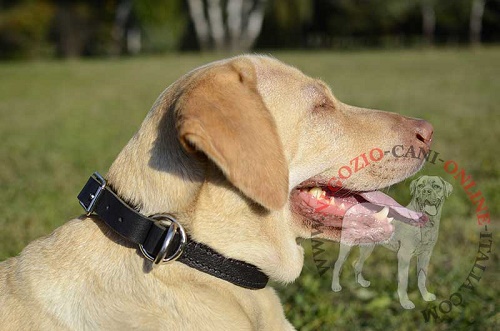 Collare in pelle naturale "Grass Snake" per Labrador Retriever - Clicca l'immagine per chiudere