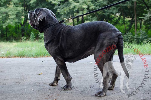 Collare a strozzo in cuoio doppio per Mastino Napoletano - Clicca l'immagine per chiudere