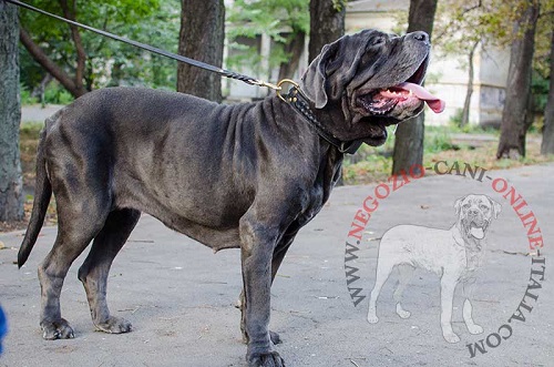 Elegante collare in pelle per Mastino Napoletano - Clicca l'immagine per chiudere