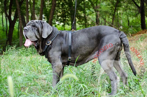 Resistente pettorina in pelle naturale per Mastino Napoletano - Clicca l'immagine per chiudere