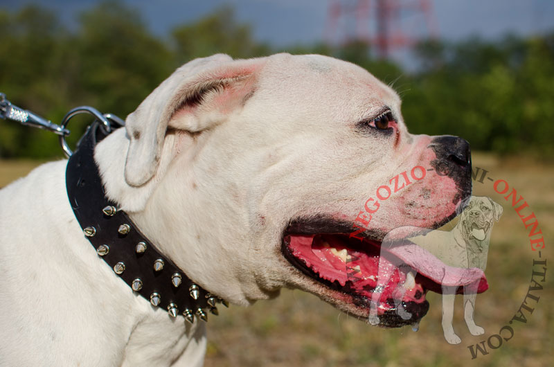 Collare in pelle "Eye-catching Sure-Fit" per Bulldog Americano - Clicca l'immagine per chiudere