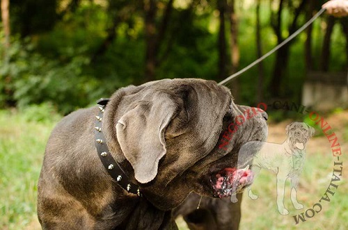 Collare in cuoio decorato largo 3 cm per Mastino Napoletano - Clicca l'immagine per chiudere