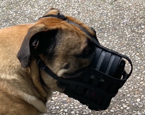 Museruola in pelle "Maximum Safety" per Bullmastiff - Clicca l'immagine per chiudere