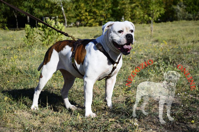 Sicura pettorina in pelle "Daily Walk" per Bulldog Americano - Clicca l'immagine per chiudere