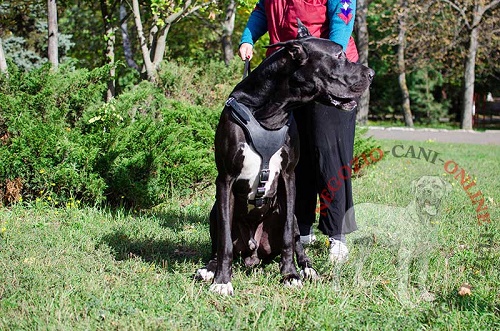 Pettorina in pelle naturale "Walk & Train" per Alano - Clicca l'immagine per chiudere