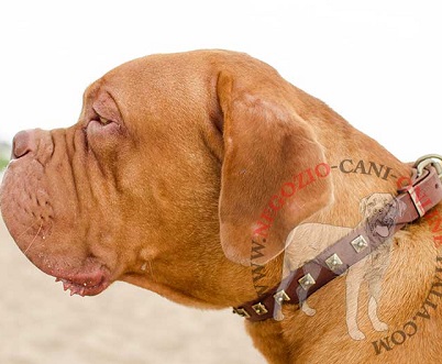 Elegante collare in cuoio con decorazioni per Dogue de Bordeaux - Clicca l'immagine per chiudere