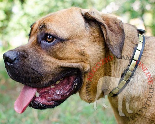 Collare in cuoio con piastrine lisce in ottone per Cane Corso - Clicca l'immagine per chiudere